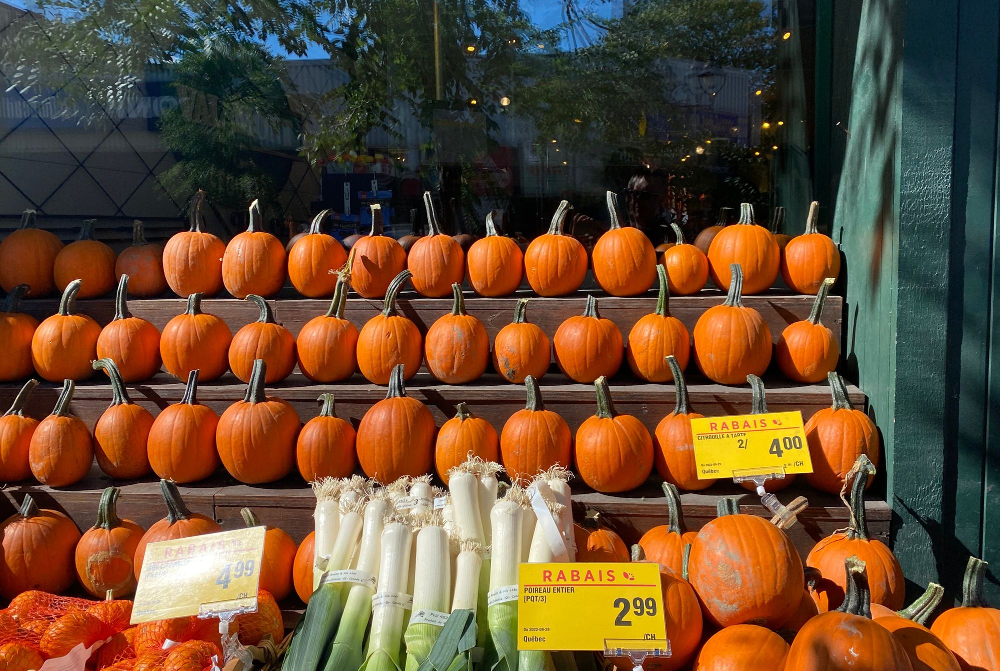 Several rows of small pumpkins in an outdoor display at a grocery store