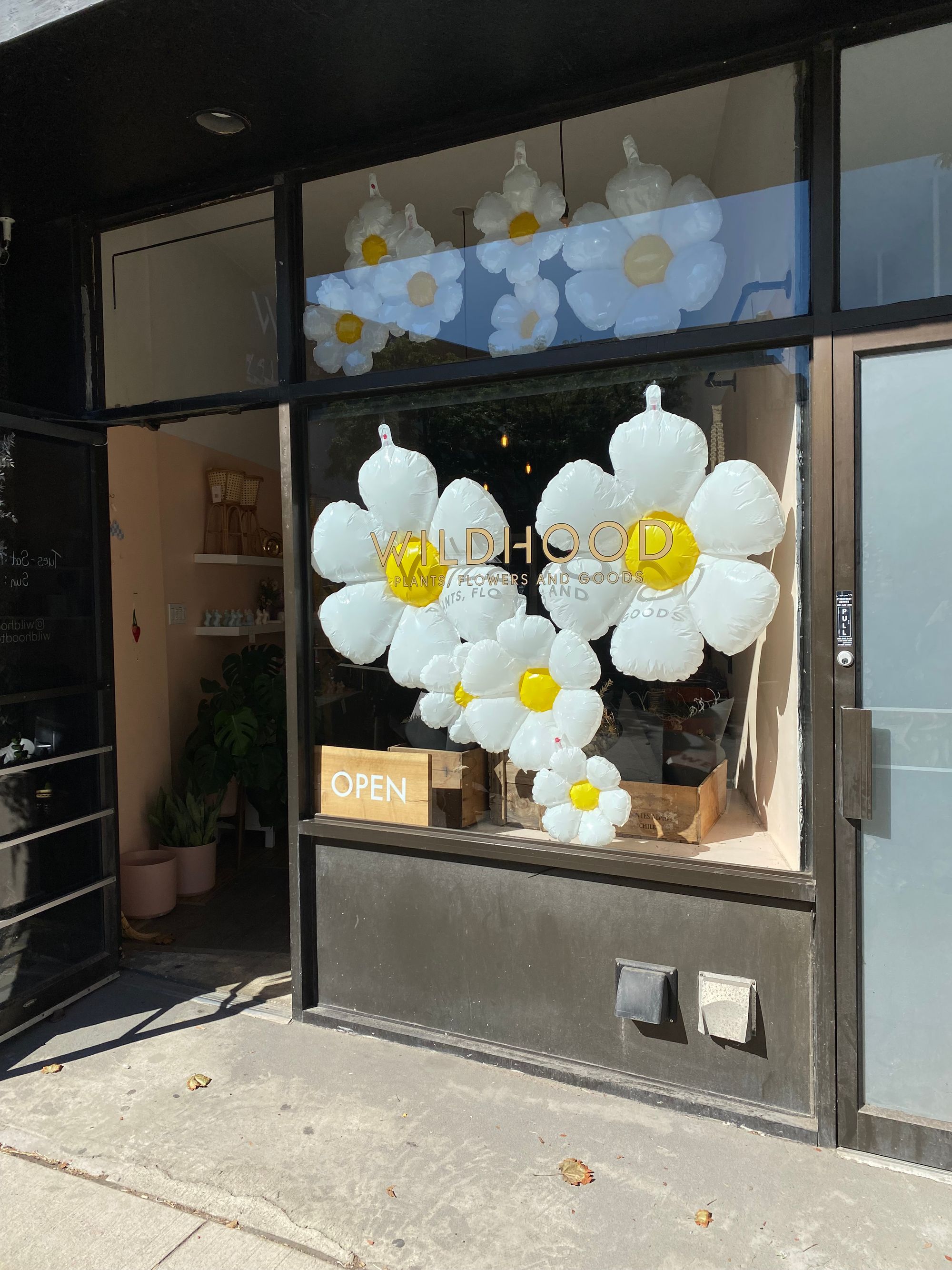 Inflatable daisies displayed in a florist's window