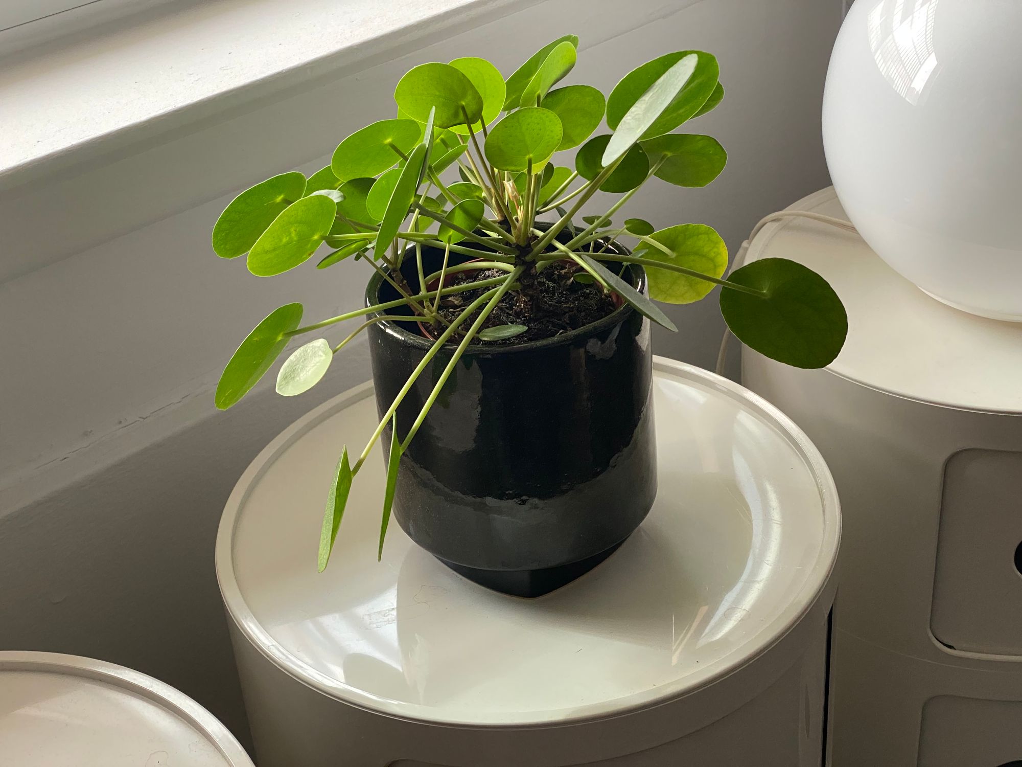 Pilea with oval-shaped leaves in a black pot.