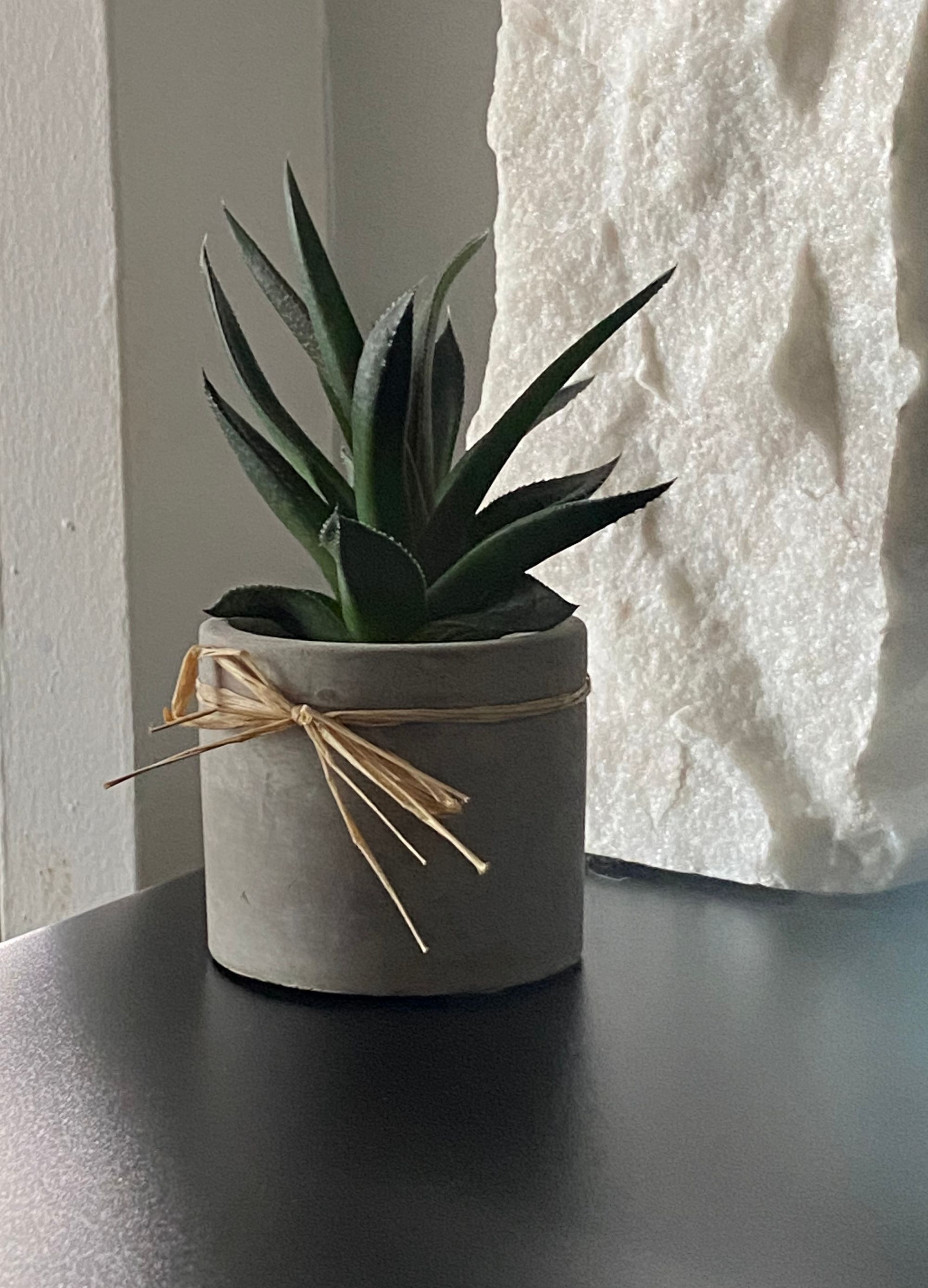 Spiky succulent in a small concrete pot.