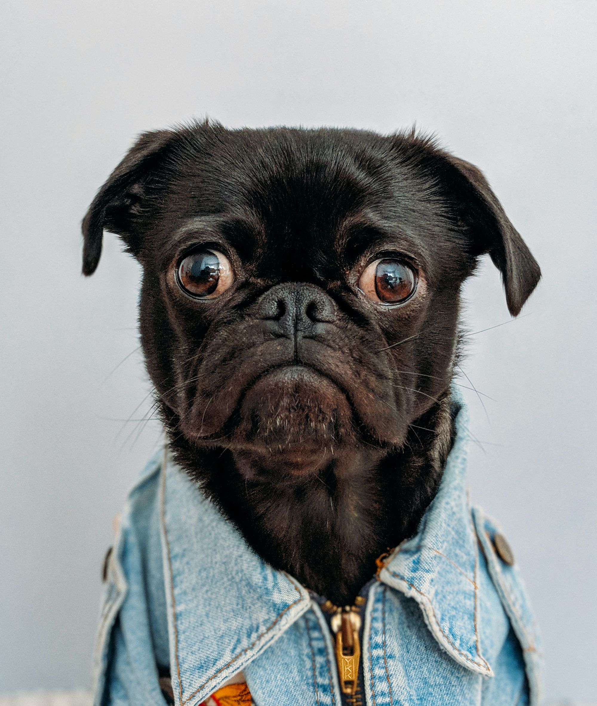 Sad looking pug wearing a zip-up jean jacket.