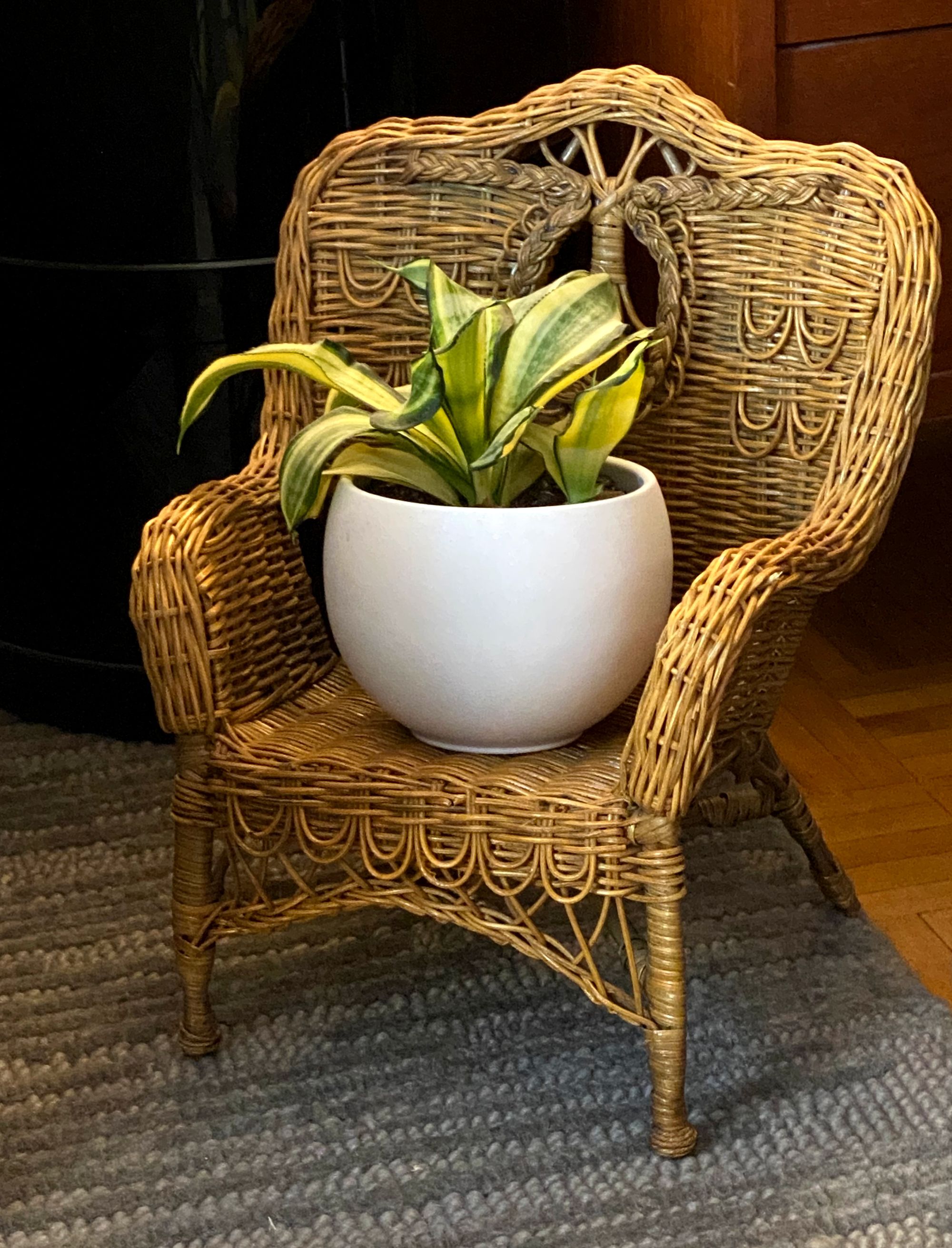 Small rattan chair with a potted snake plant nestled on its seat.