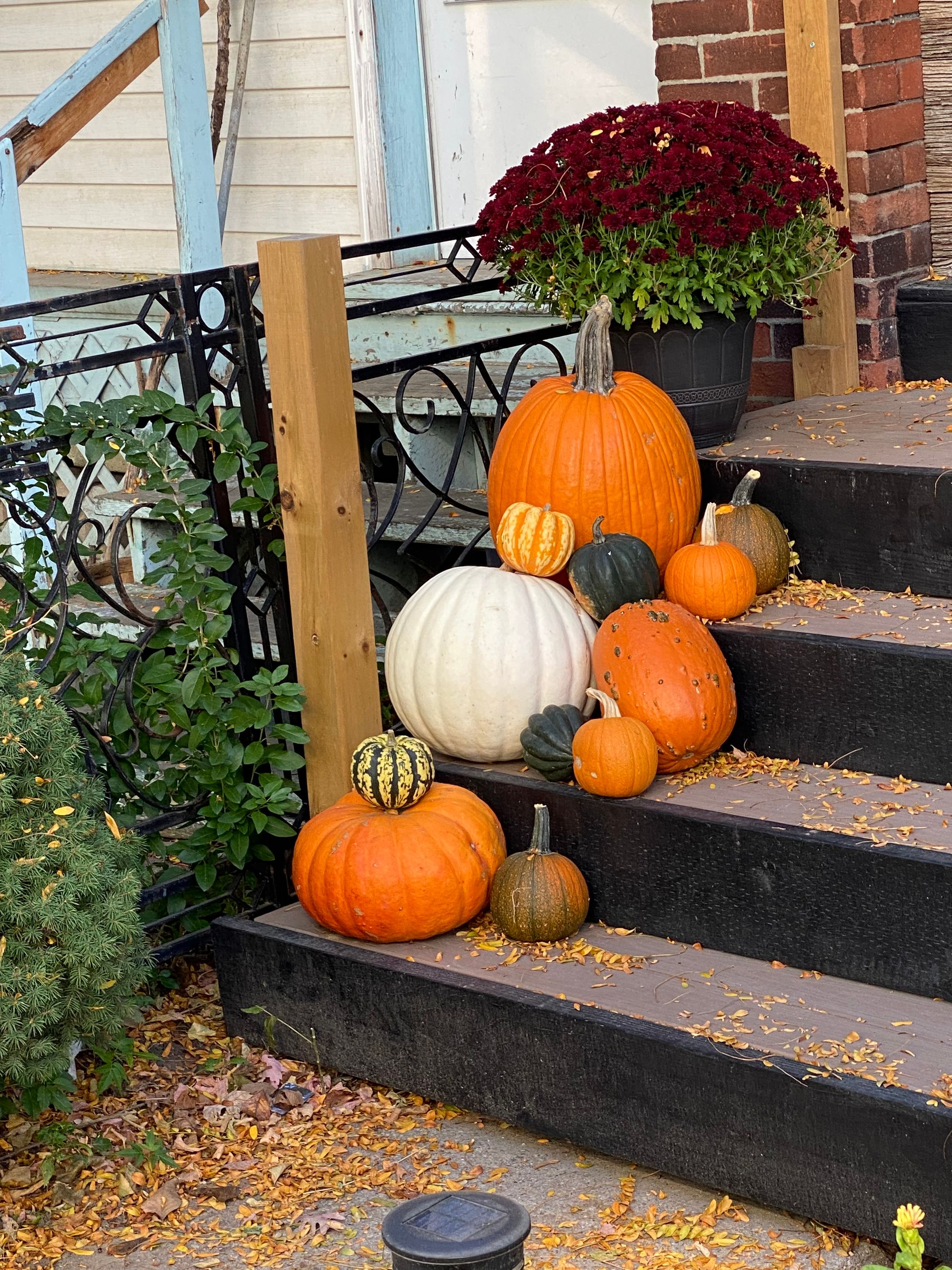 Collection of pumpkins in numerous sizes and colours on a set of steps.