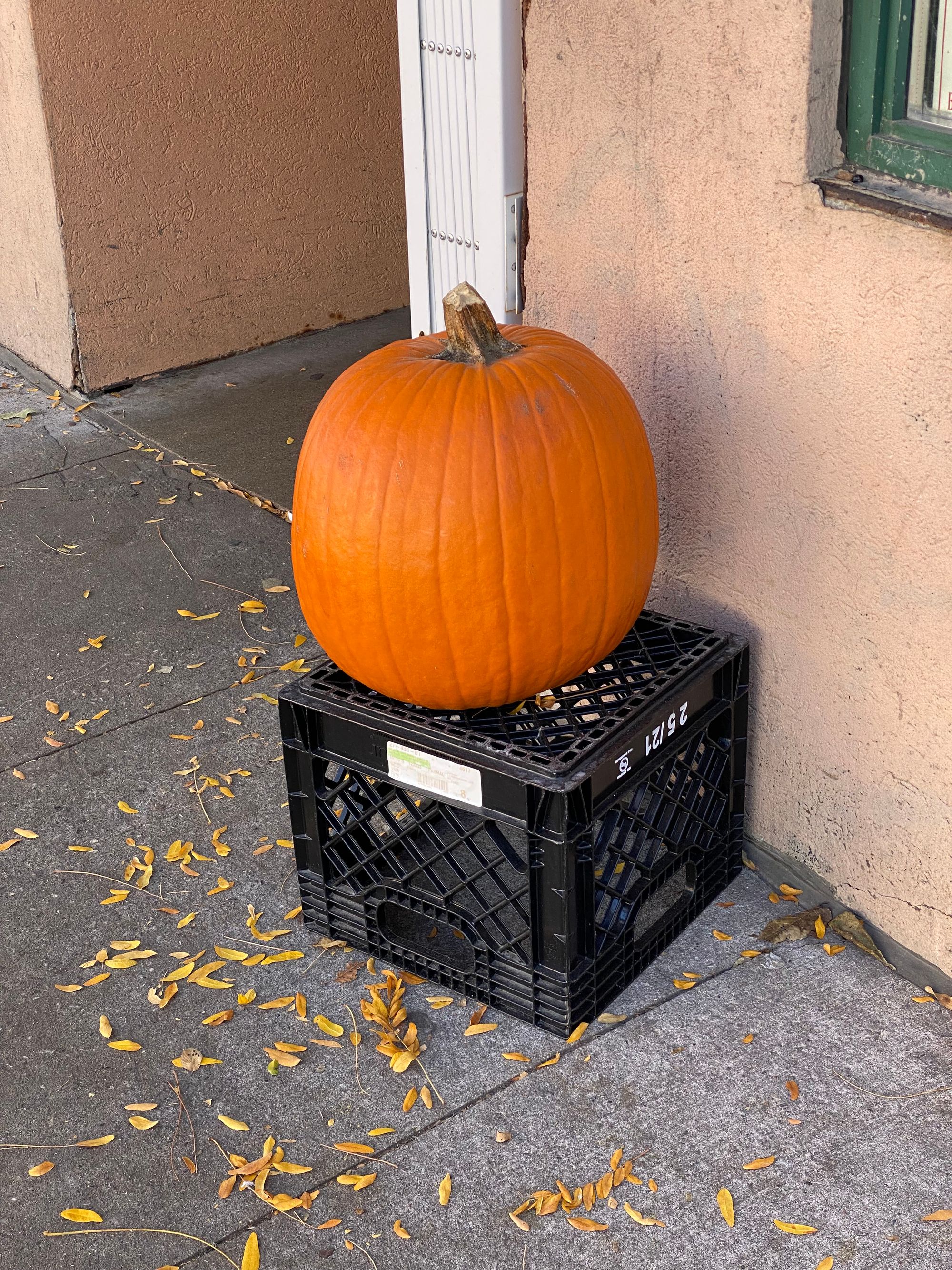 Large pumpkin resting on a milk crate in front of a building facade.