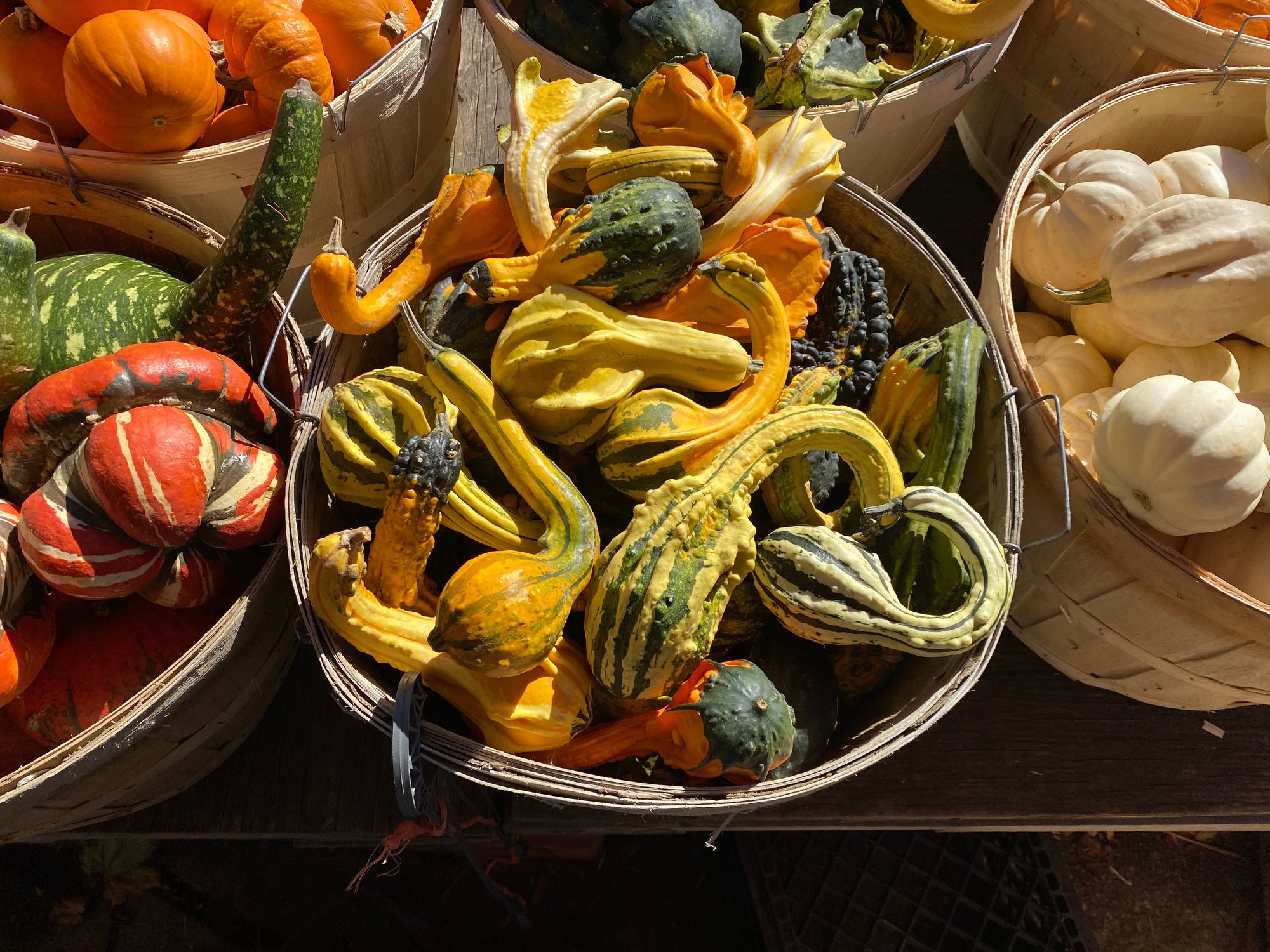 Baskets of gourds and miniature pumpkins.