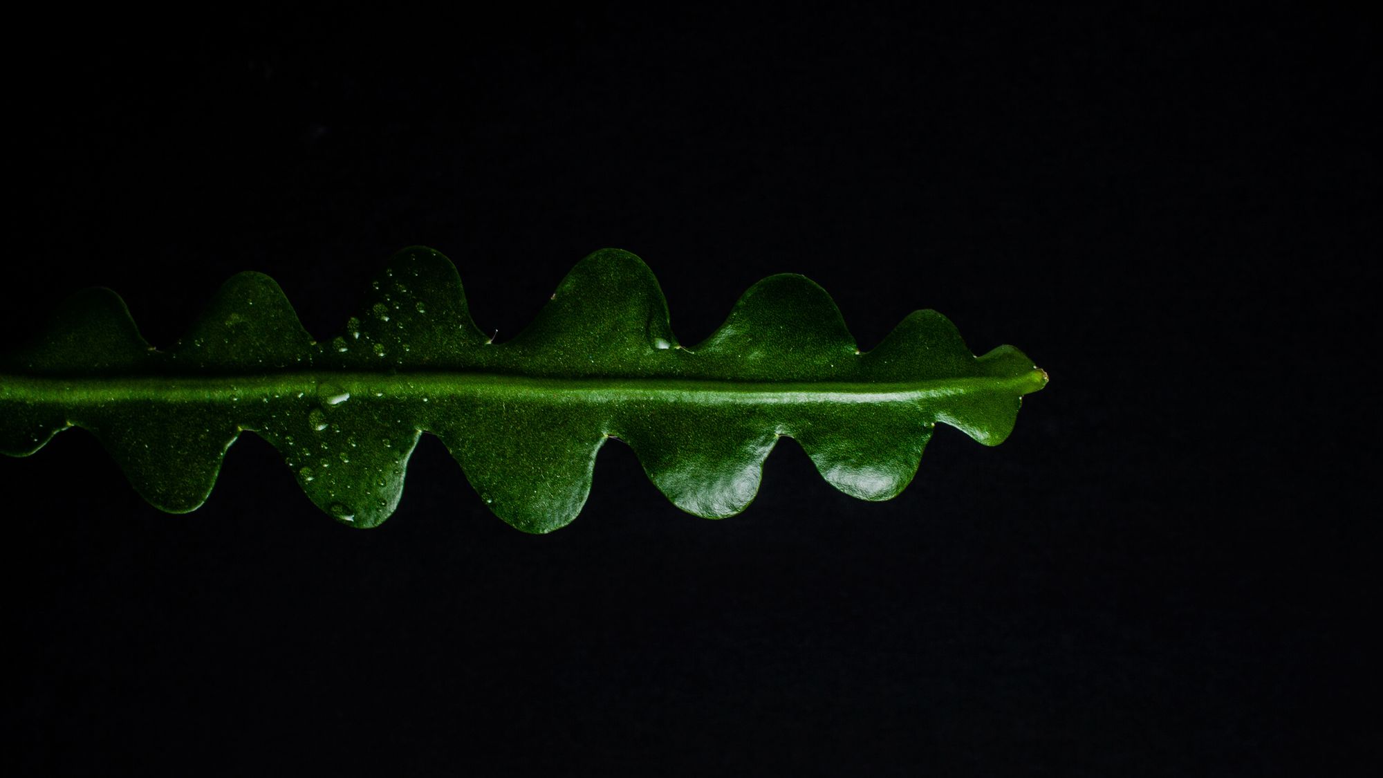 Close-up of a wavy stem of a fishbone cactus.