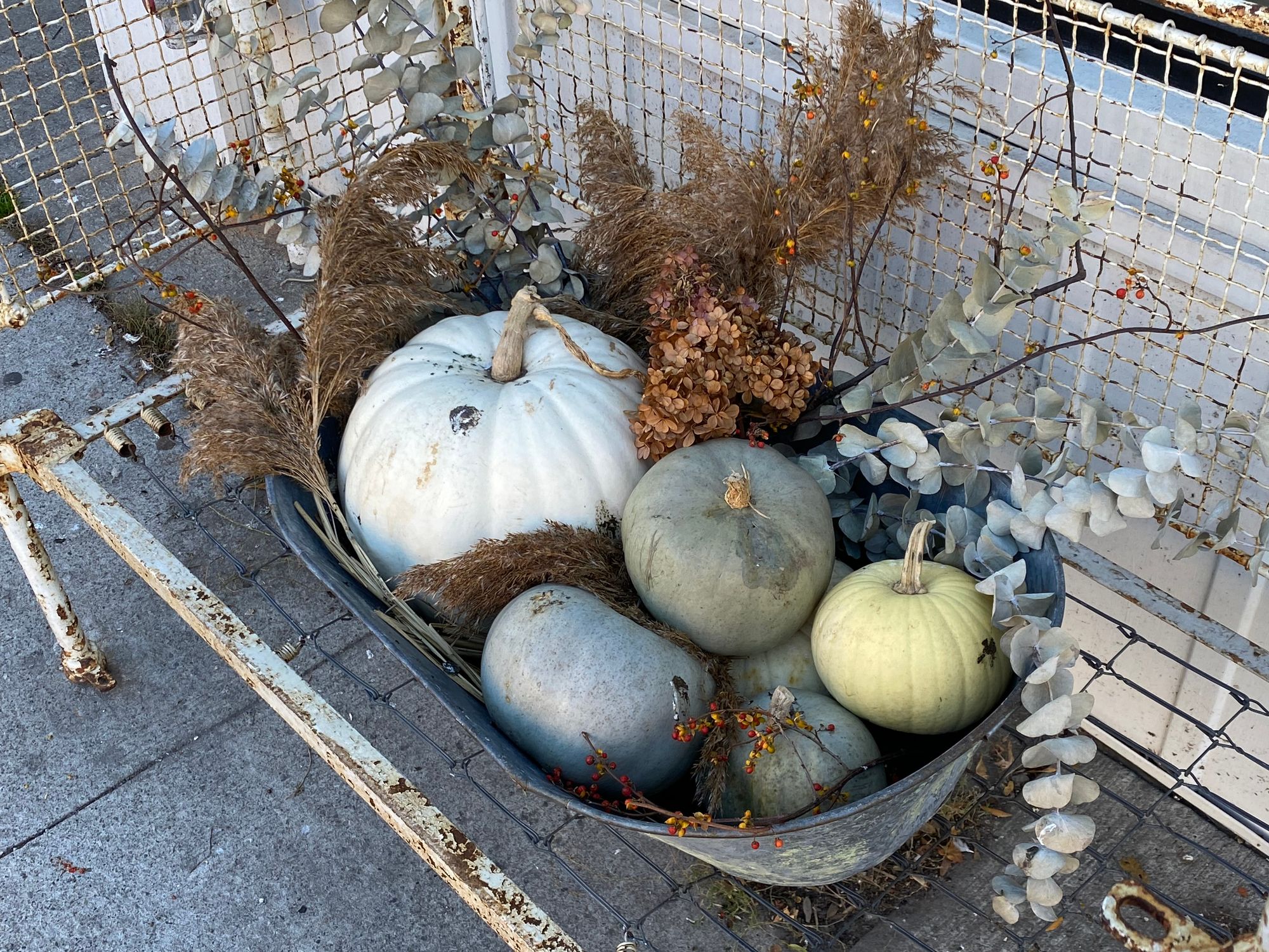 Extremely pale pumpkins in a metal basket.