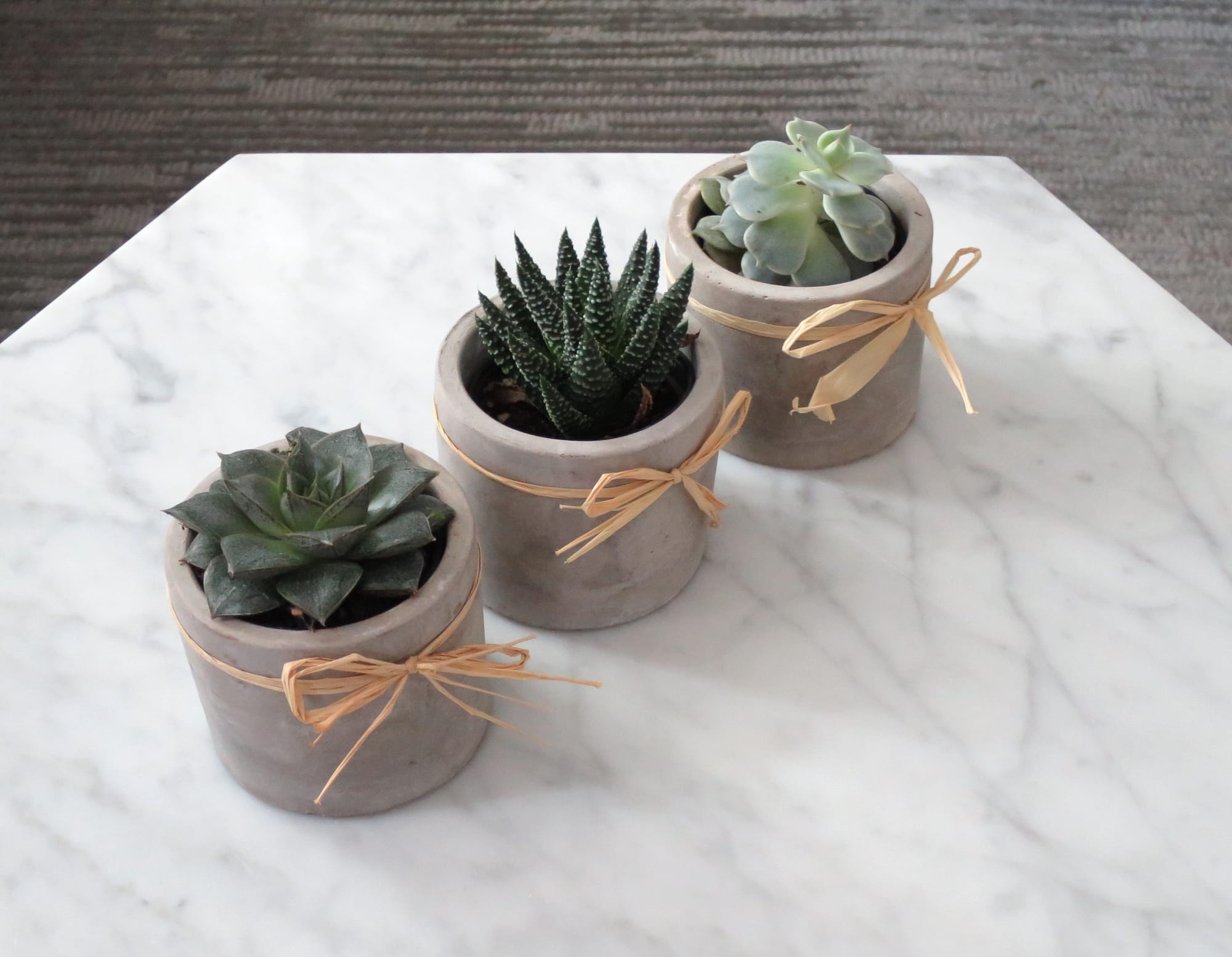 Three succulents on a light grey marble tabletop.