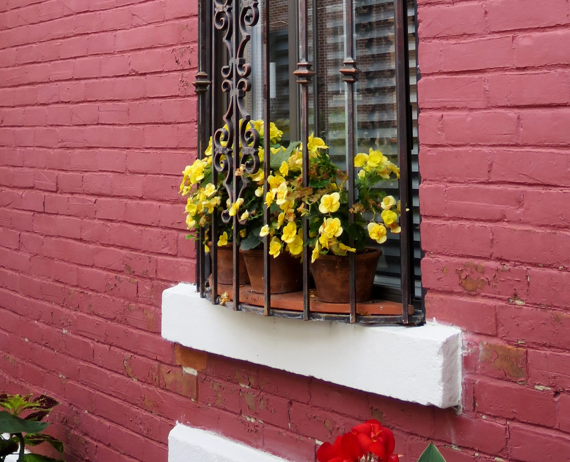 Bright yellow flowers poking through the grate in front of a window.