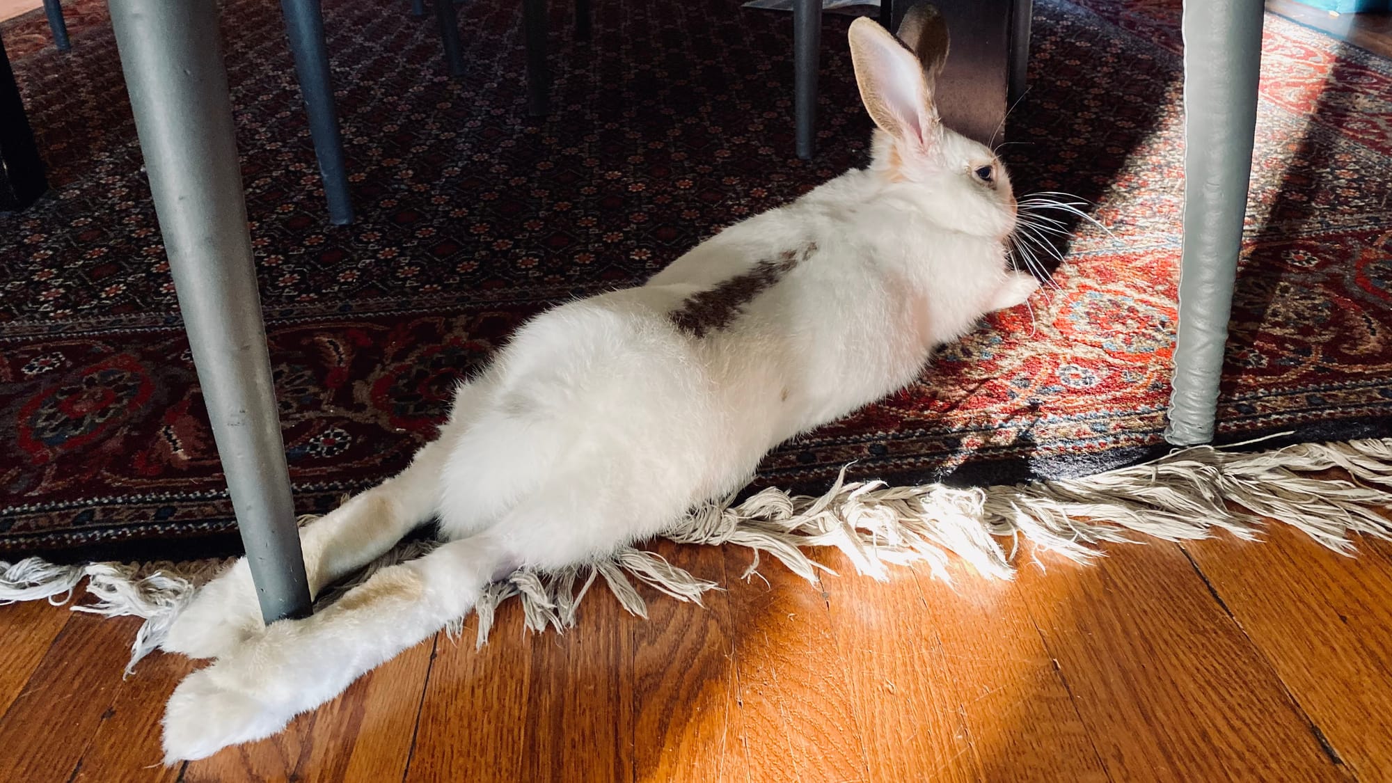 Drift with legs outstretched, resting amid the legs of tables and chairs.