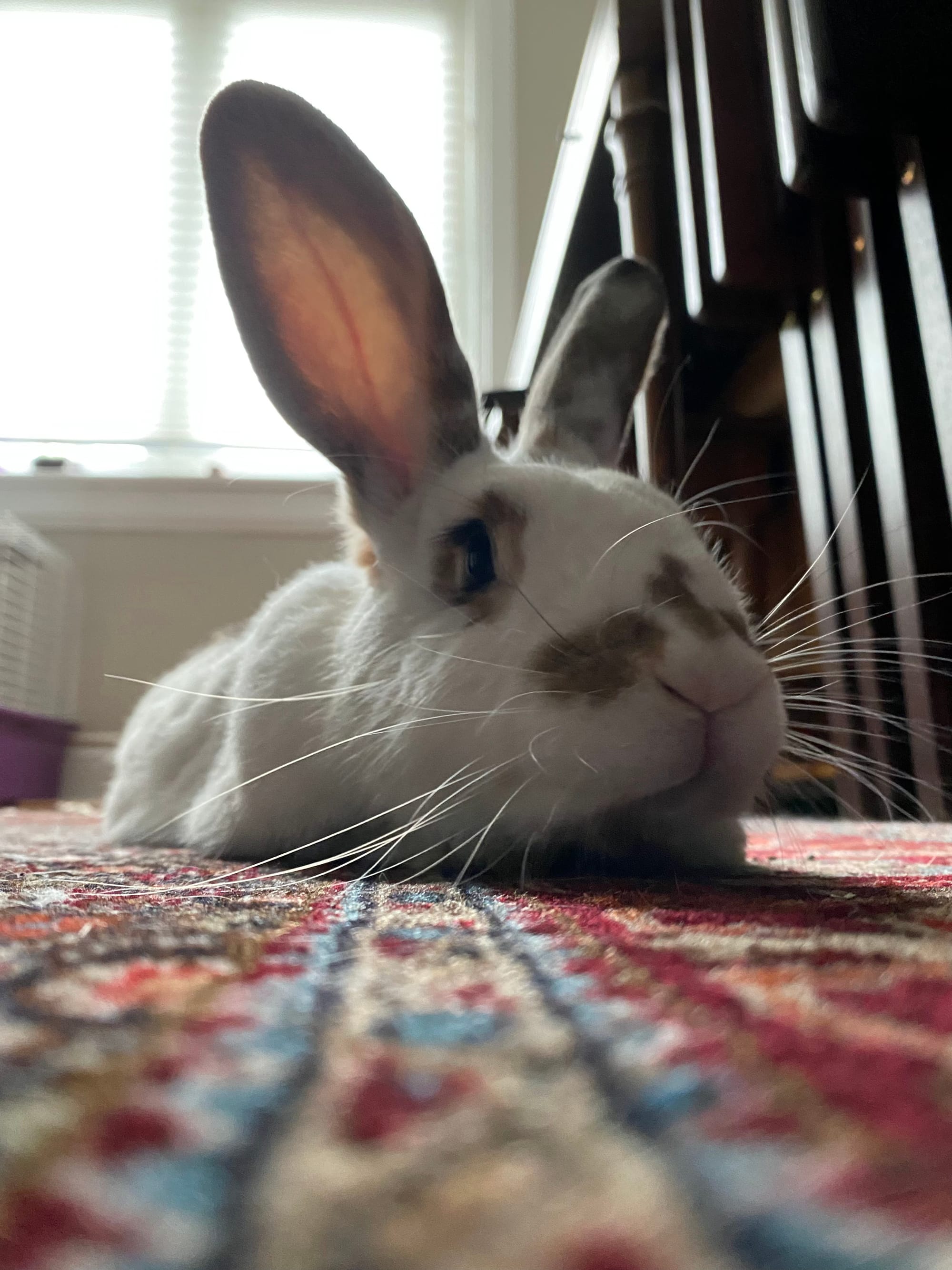 Close up of Drift from a carpet-level point of view.