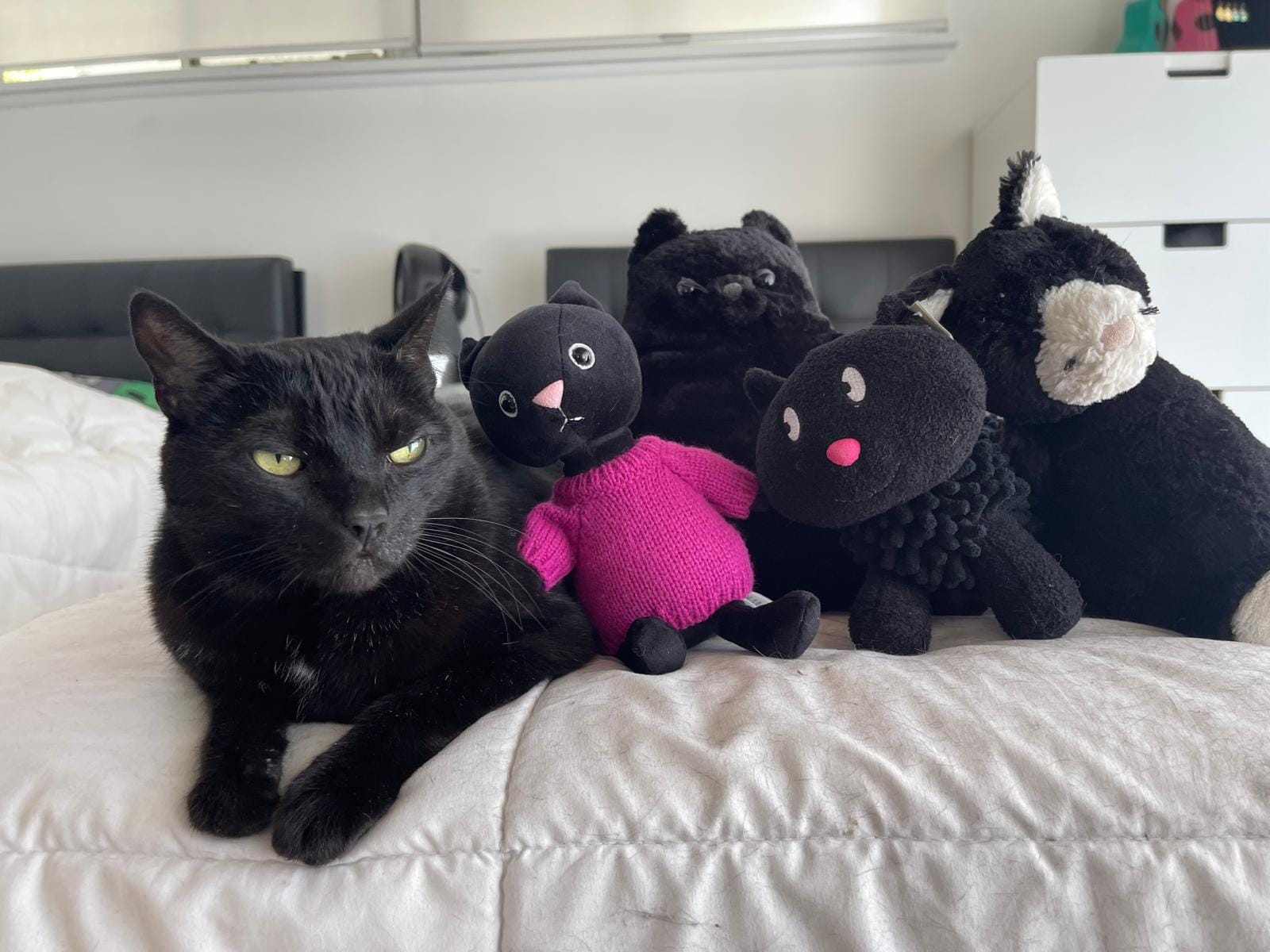 Luki on a bed with several stuffed animals at his side.