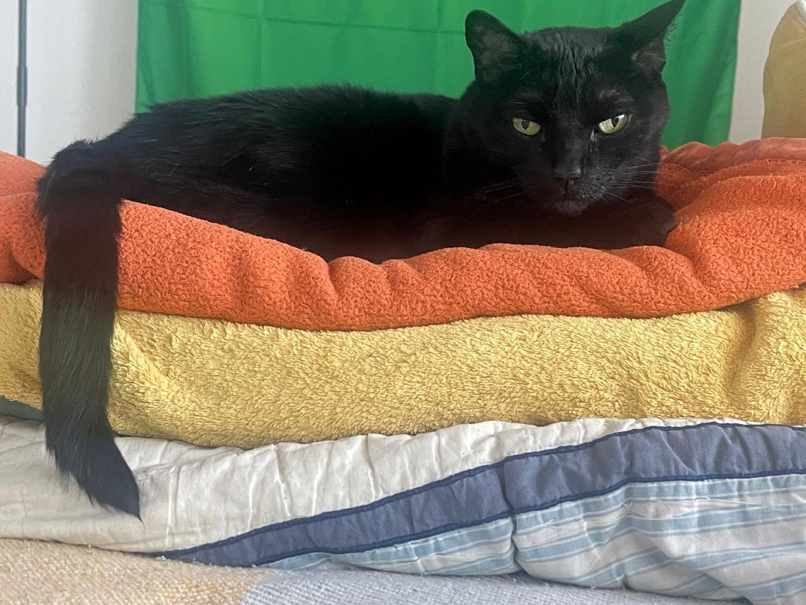 Luki on top of some folded towels.