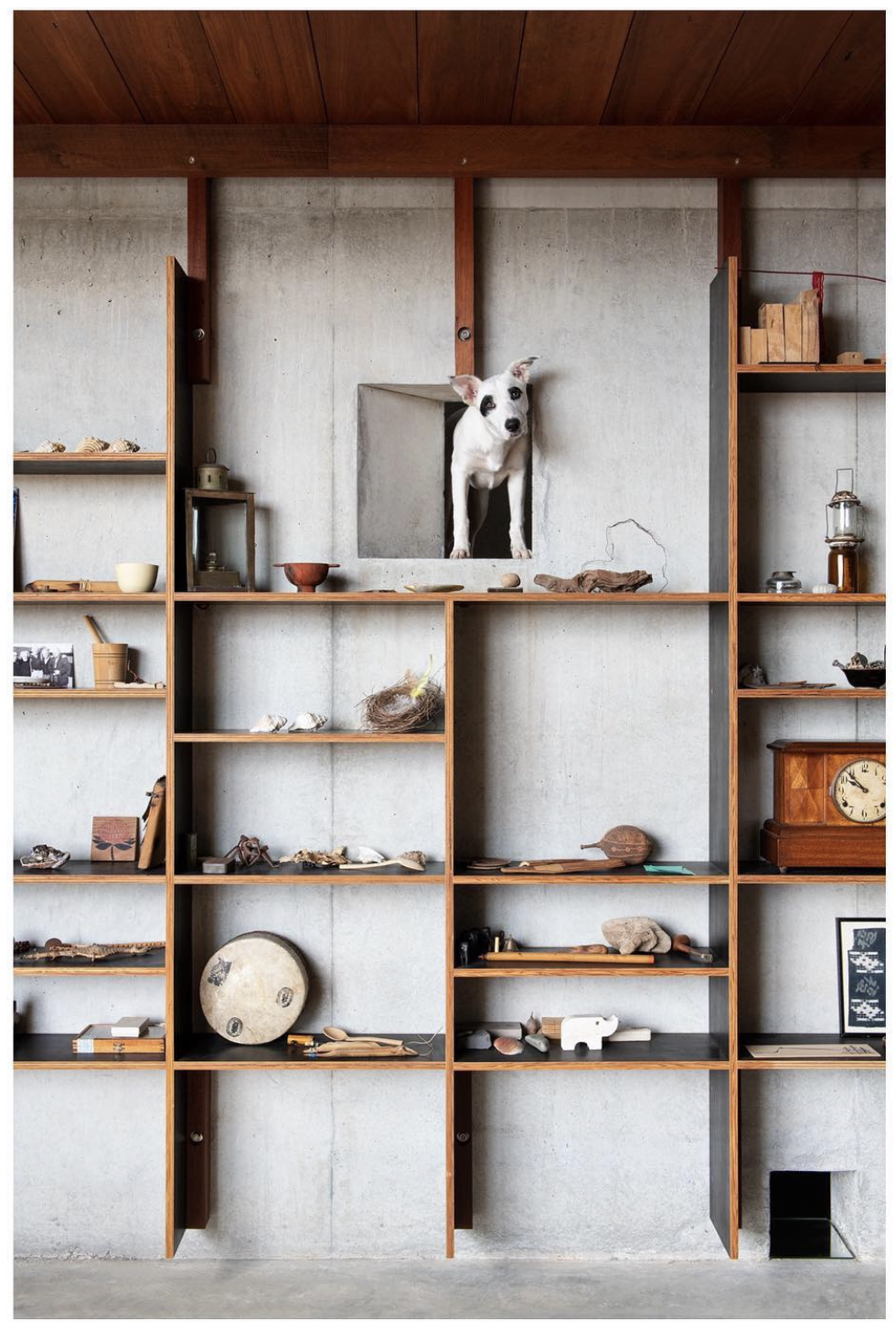 Resident Dog photo by Nicole England, showing a dog poking through an opening behind a wall unit,