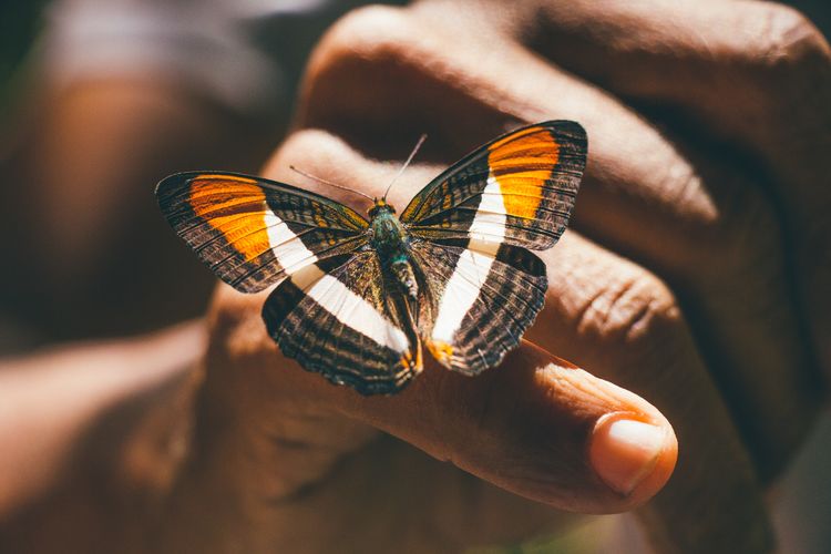 Butterfly resting on the outstretched pinkie finger of someone's hand.