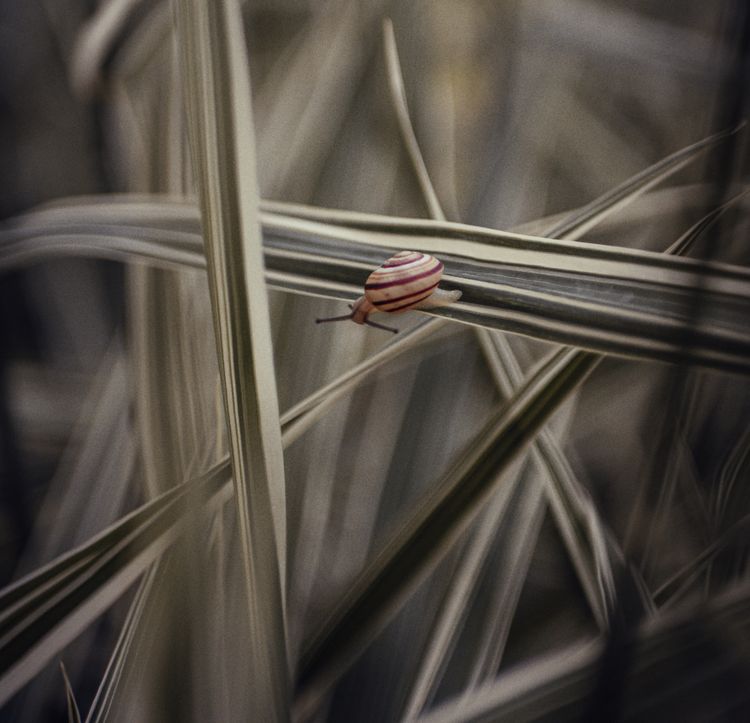 A snail travelling along a narrow leaf.