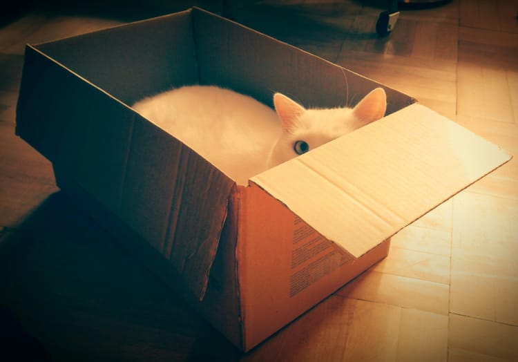 White cat hiding in a cardboard box and peeking out mischievously.