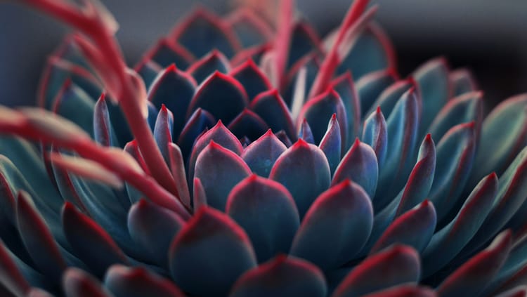 Close-up of a succulent's leaves.