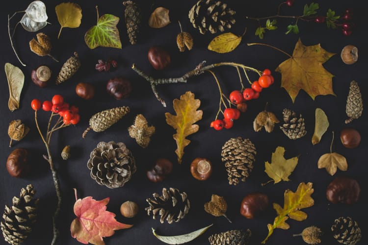 Leaves, pinecones and other autumn finds, arranged on a dark surface.