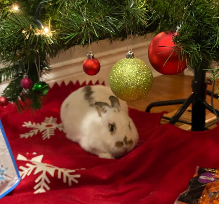 Rabbit beneath the branches of a Christmas tree.