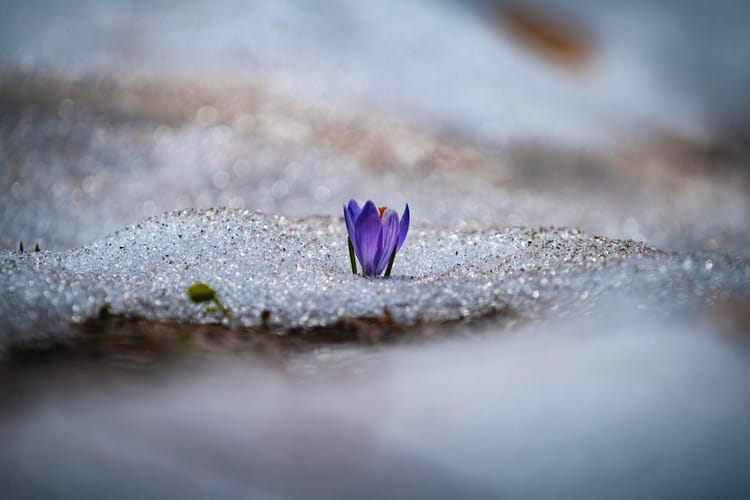 Purple crocus poking through frosty ground.