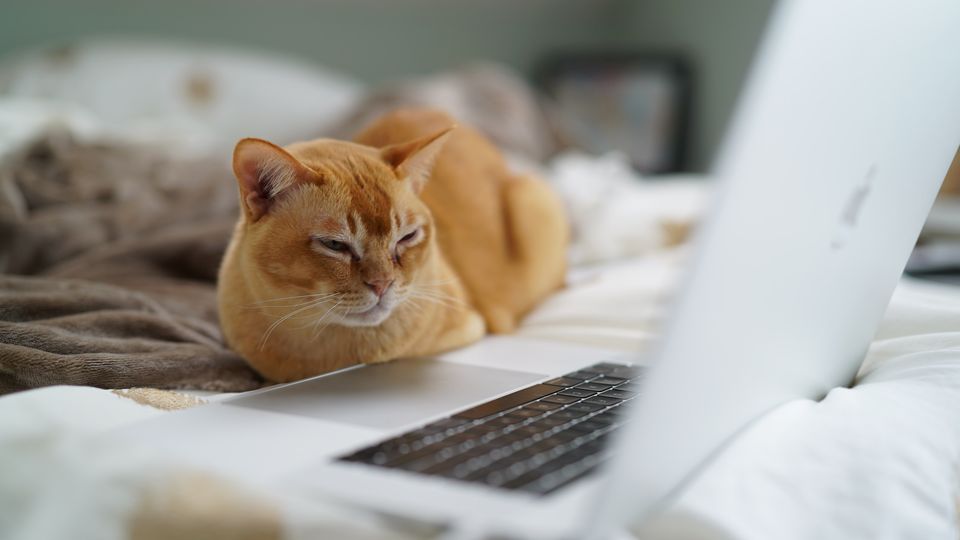 An orange cat squints at a laptop with a look of bored fascination.