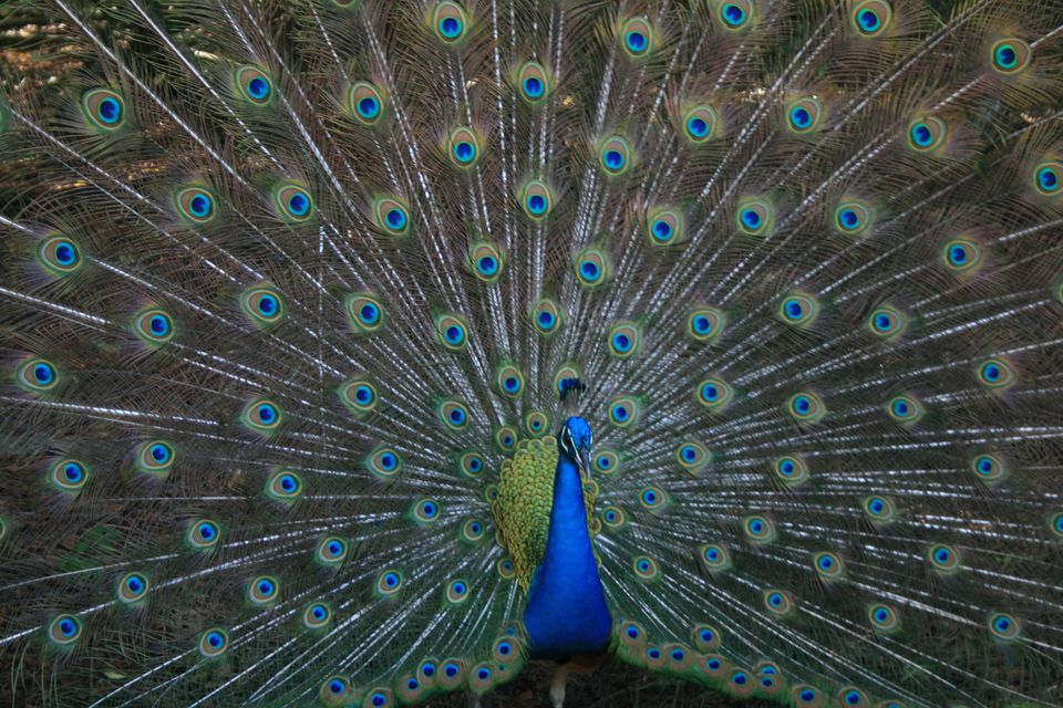 Peacock displaying its colourful tail feathers.